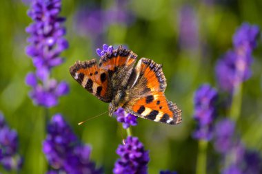 Arka planda lavanta olan küçük bir tilki kelebeğinin makro fotoğrafı