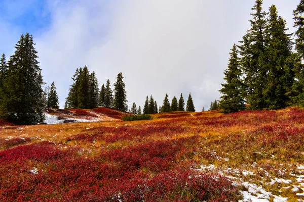 Breathtaking red heathland in the mountains with light snow and conifers