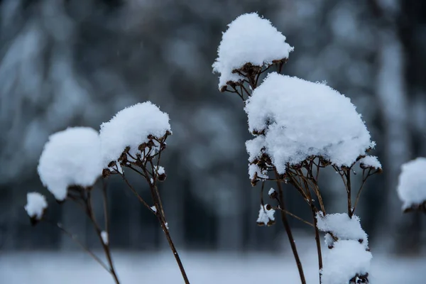 Plantas Secas Com Uma Espessa Camada Neve Fresca Sobre Eles — Fotografia de Stock