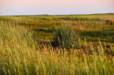 Aziz Peter 'ın tuzlu bataklıklarında güzel çimen manzarası akşam güneşinde sipariş veriyor.