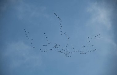 Göçmen kuşlar kışın sıcak bölgelerine uçarlar.
