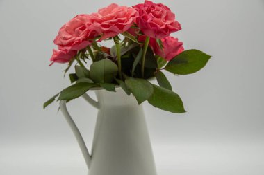 Kayısı renginde güller. Bahar için sürahinin içinde dekoratif.