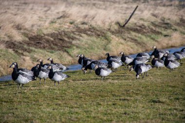 Bir çok kaya midyesi kazları Leyhrn doğa koruma alanında mola verir.