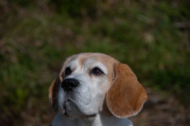 Sevimli bir av köpeği yukarı bakıyor.