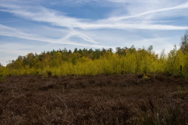 Nádherná Krajina Přírodní Rezervaci Drover Heide — Stock fotografie