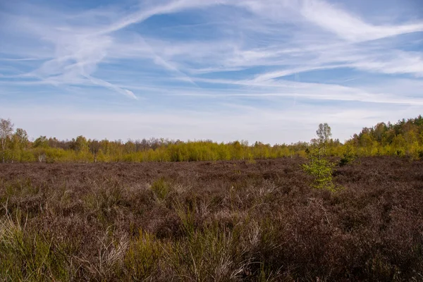 Nádherná Krajina Přírodní Rezervaci Drover Heide — Stock fotografie