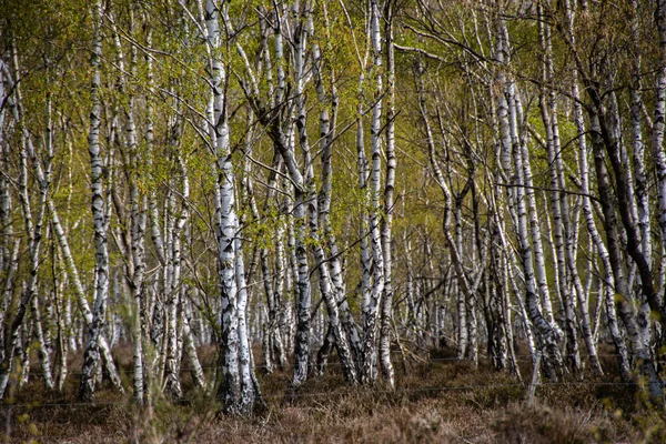 Sok Nyírfa Drover Heide Természetvédelmi Területen — Stock Fotó