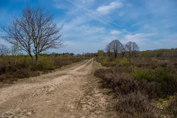 Krásná Turistická Stezka Přírodní Rezervaci Drover Heide — Stock fotografie