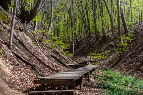 Hermosa Ruta Senderismo Sobre Paseo Marítimo Través Del Bosque Primavera —  Fotos de Stock