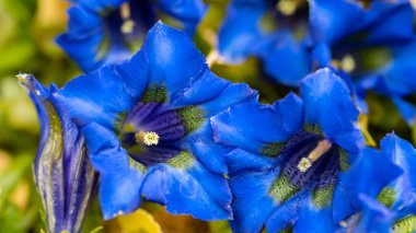İki Gentian çiçeğinin makro fotoğrafı