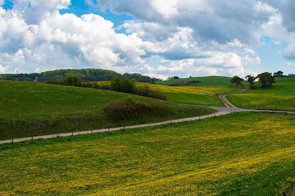 Panorama Paesaggistico Prato Fiorito Tarassaco Nell Eifel — Foto Stock