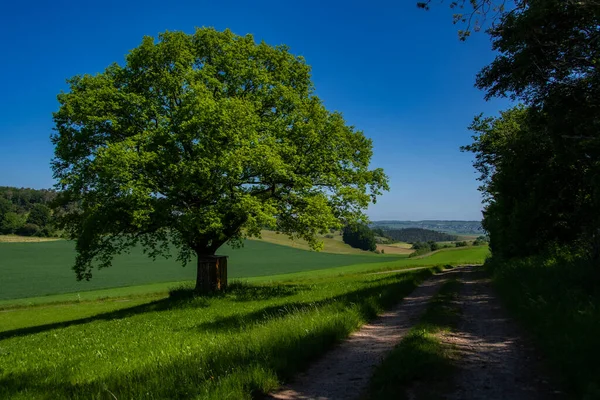 Bellissimo Sentiero Escursionistico Dollendorf Nell Eifel Con Enorme Albero Verde — Foto Stock