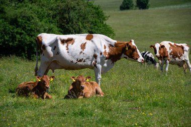 Eifel 'de bir çayırda iki yavru.