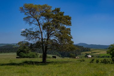 Eifel 'de Dollendorf yakınlarında güzel bir manzara.