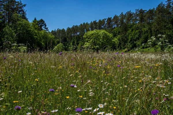 Krásná Jarní Krajina Lampertském Údolí Blankenheimu — Stock fotografie