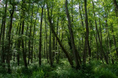 Vorpommersche Boddenlandschaft Ulusal Parkı 'nda orman manzarası