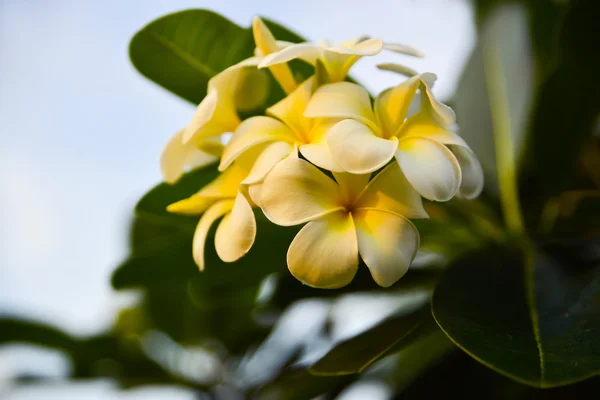 Frangipani blommor och gröna blad — Stockfoto