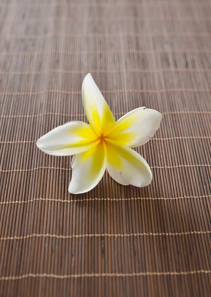 Frangipani flower — Stock Photo, Image