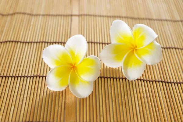 Flor de Frangipani — Fotografia de Stock