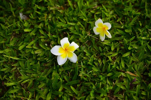 Frangipani flores e folhas verdes — Fotografia de Stock