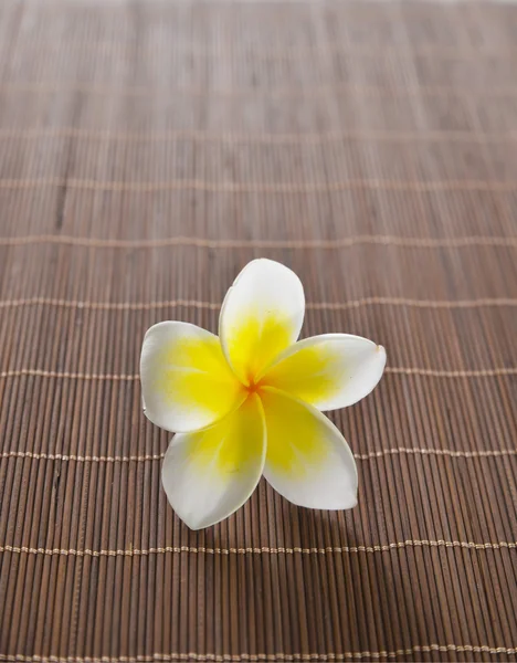 Frangipani-Blüte — Stockfoto