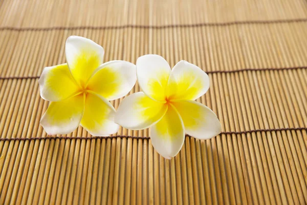 Frangipani-Blüte — Stockfoto