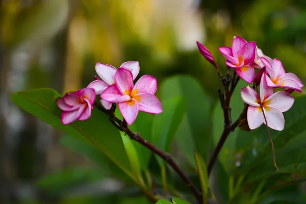 Frangipani blommor och gröna blad — Stockfoto