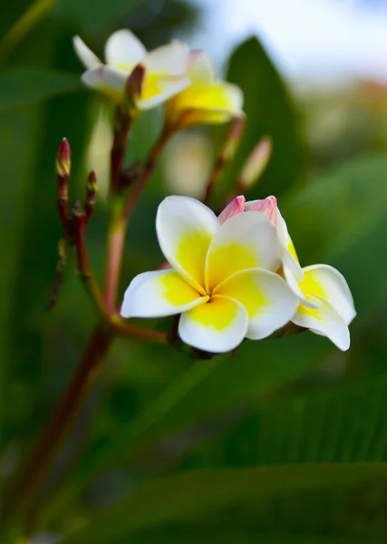 Frangipani flowers and green leaves — Stock Photo, Image