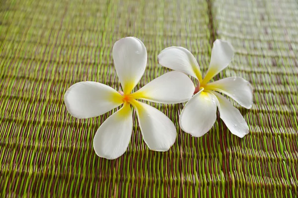 Flor de Frangipani — Fotografia de Stock