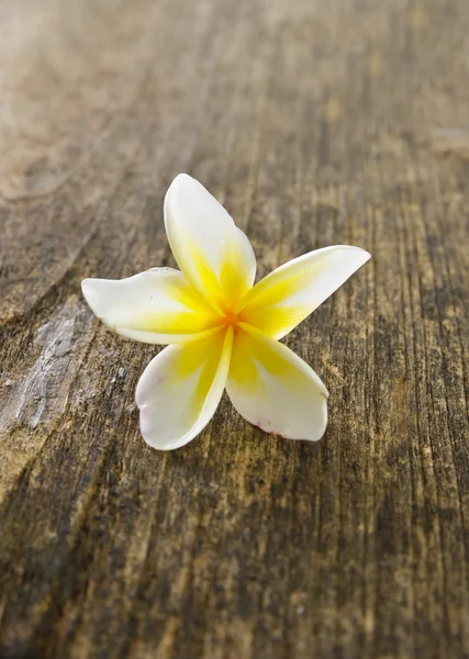 Vit frangipani blomma — Stockfoto