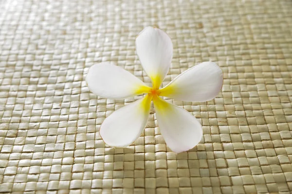 Flor de Frangipani — Fotografia de Stock