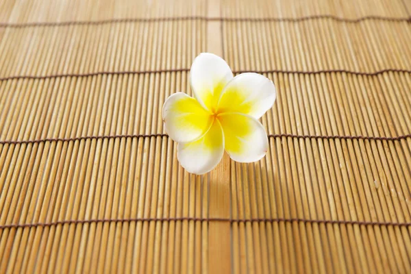 Flor de Frangipani — Fotografia de Stock