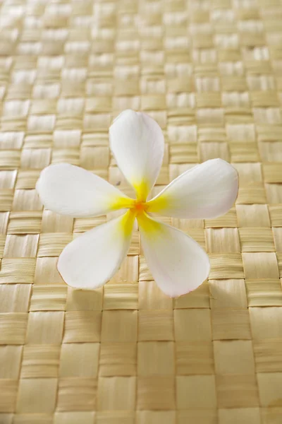 Frangipani flower — Stock Photo, Image