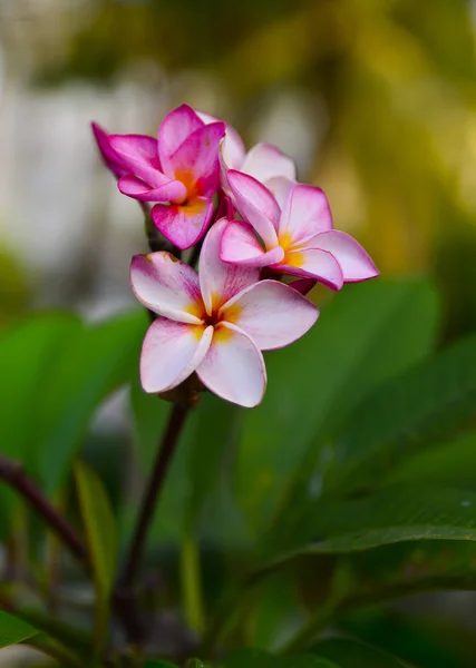 Frangipani flowers and green leaves — Stock Photo, Image