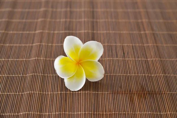 Flor de Frangipani Imagem De Stock