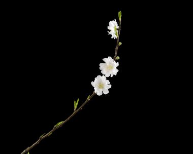 Beyaz kiraz çiçeği sakura