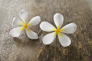 Frangipani ve eski ahşap doku