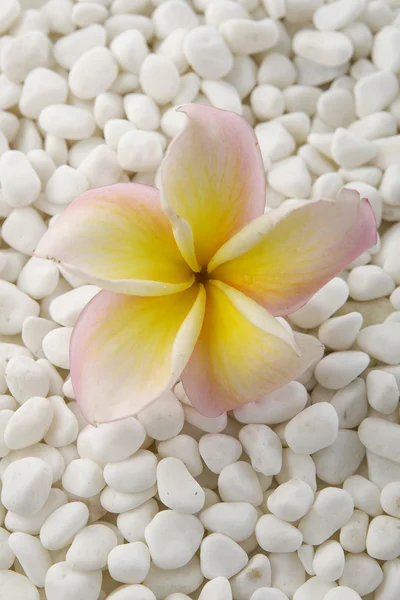 frangipani taşlarla
