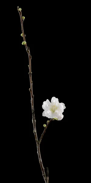 Vita körsbärsblommor sakura — 图库照片