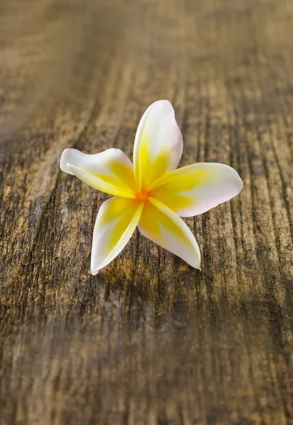 Frangipani and old wood texture — Stock Photo, Image