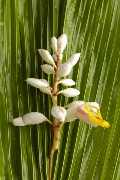 Tropiska gren blommor — Stockfoto