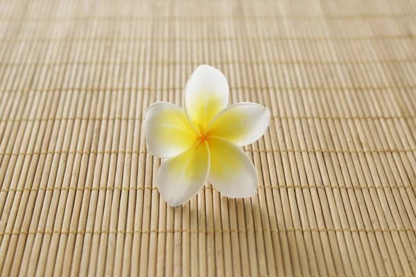 Frangipani auf Matte — Stockfoto