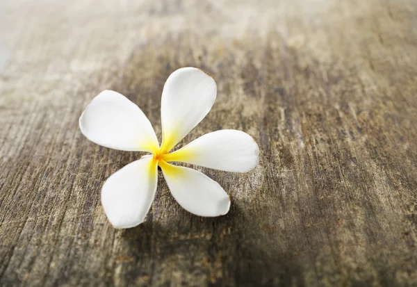 Frangipani and old wood texture — Stock Photo, Image