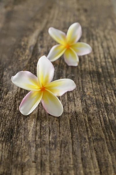 Frangipani e textura de madeira velha — Fotografia de Stock