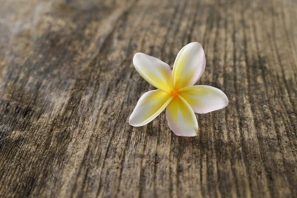 Frangipani and old wood texture — Stock Photo, Image