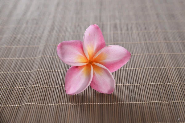 Frangipani on mat texture — Stock Photo, Image