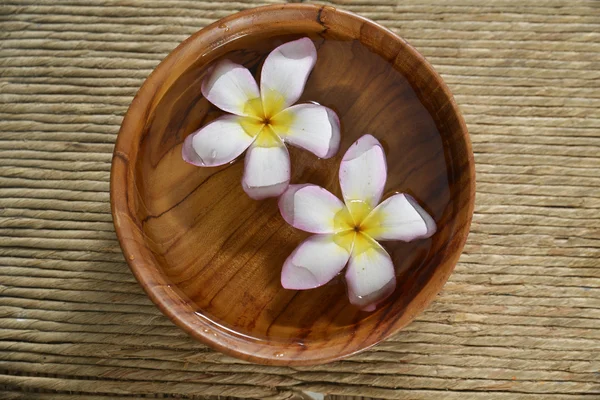 Frangipani blomma — Stockfoto