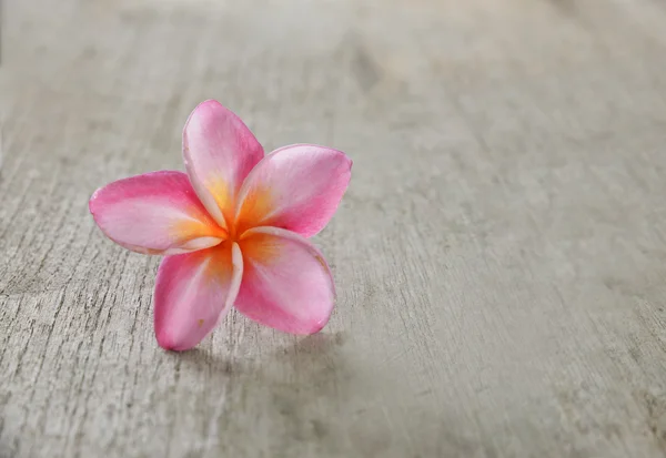 Frangipani e textura de madeira velha — Fotografia de Stock