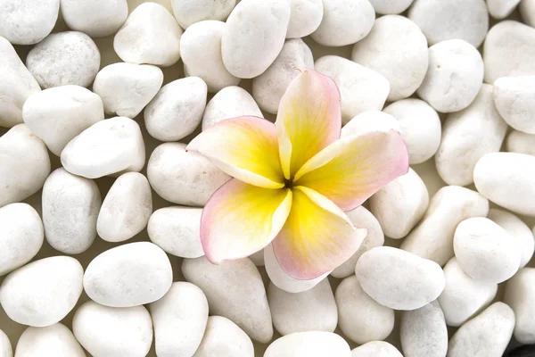 frangipani beyaz taşlarla