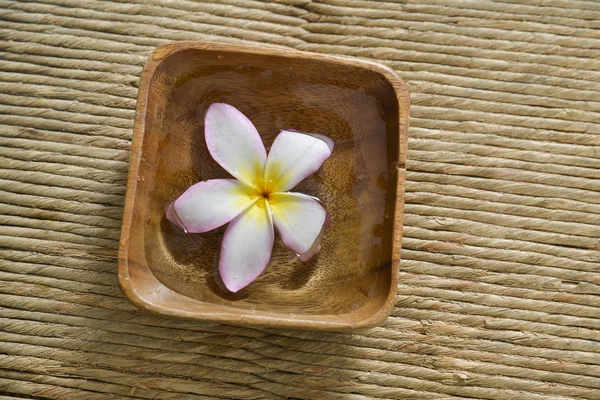 Flor de Frangipani — Fotografia de Stock